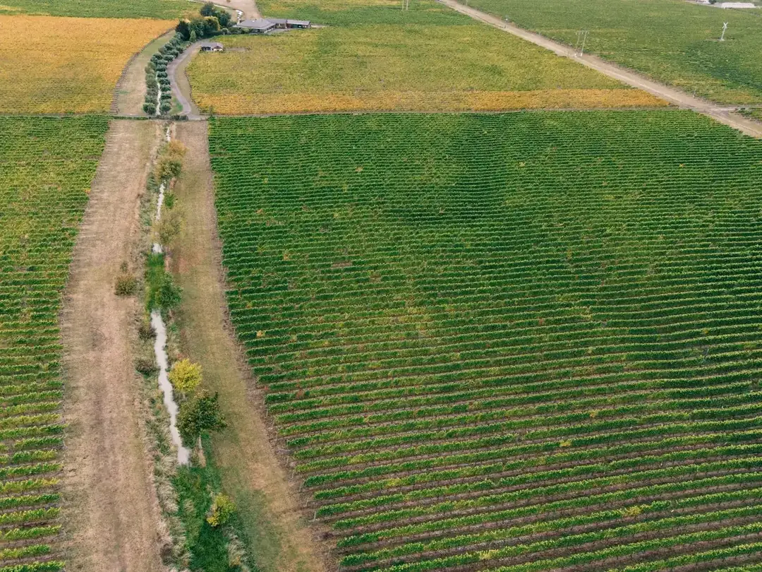 Aerial view of vineyards in autumn